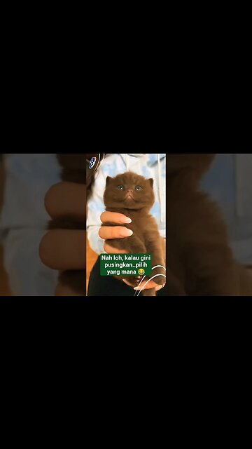 Hayo..pilih yang mana😂 #kitten #shorts