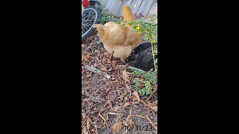 Another video of Franny and her chicks.