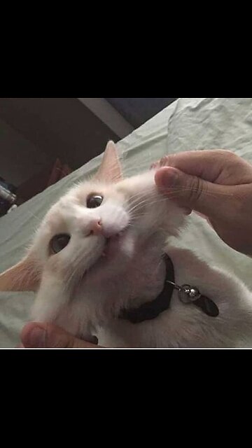 Adorable Cats That Will Keep You Entertained! 😻🎉