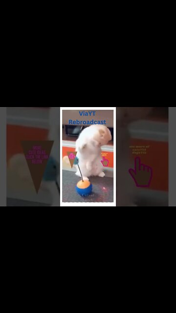 Funny cats #shorts #cats