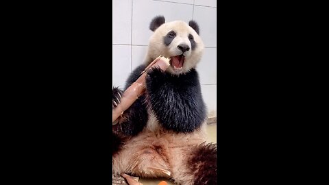 Cute Panda Eating bamboo