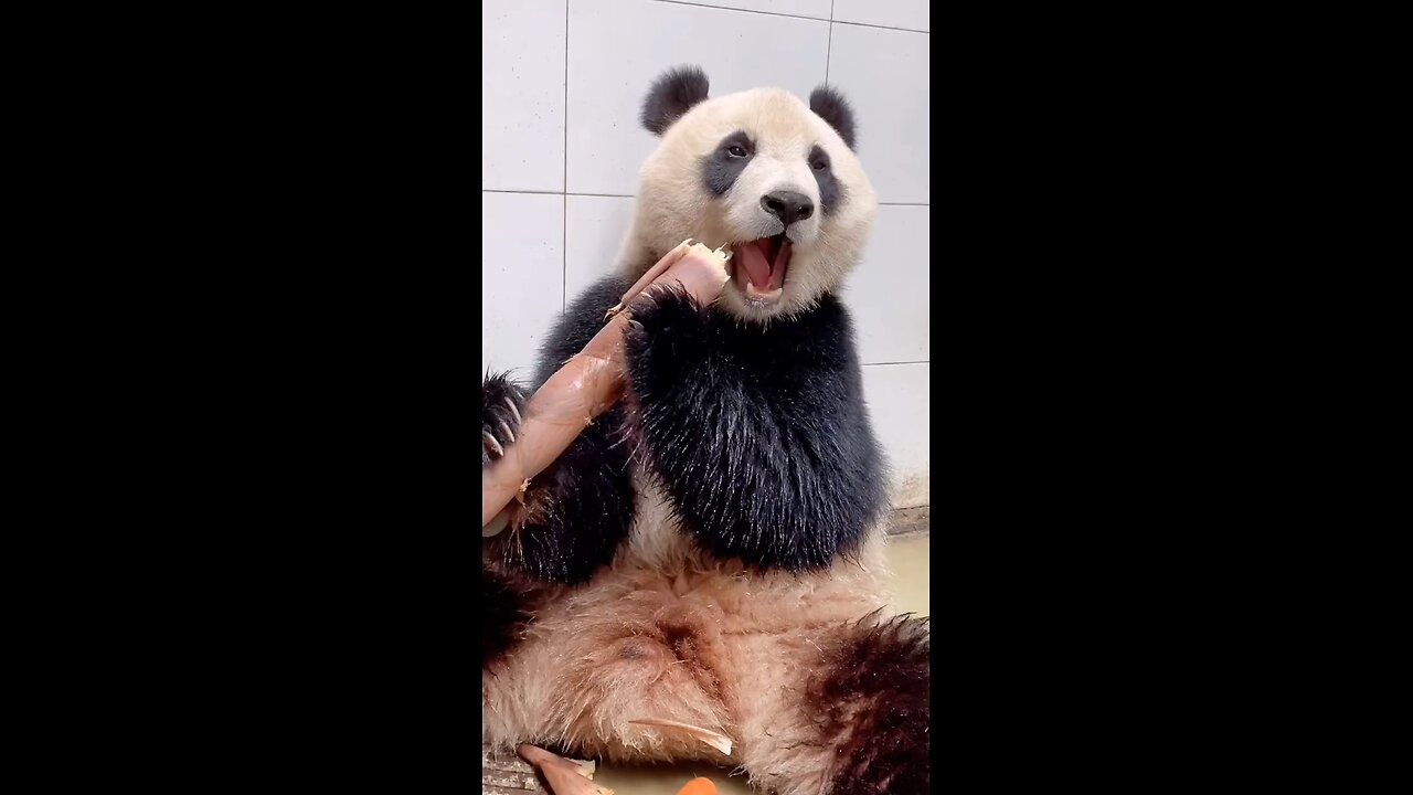 Cute Panda Eating bamboo