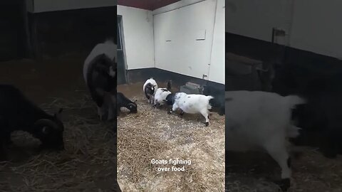 Pigmy goats fighting over the food