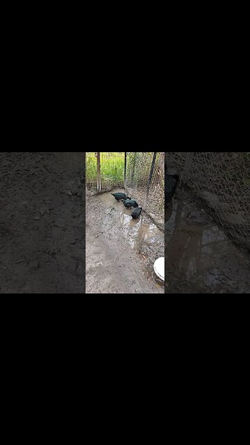 Cayuga Ducks, love the mud