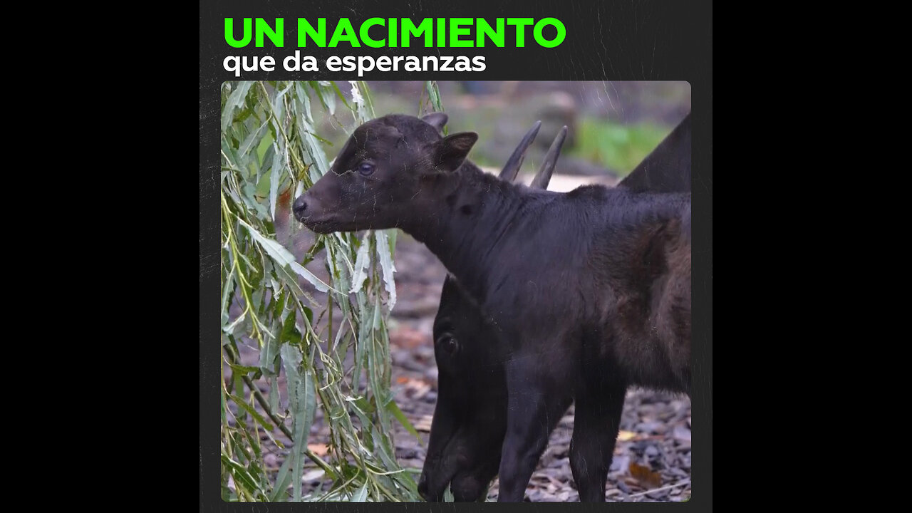 Nace una cría de anoa, especie en peligro de extinción