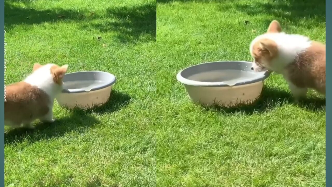 Dog Puppy the first Swimming lesson went pretty Good Dog