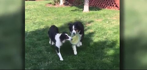 Deadly dog disease on the rise