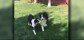 Deadly dog disease on the rise