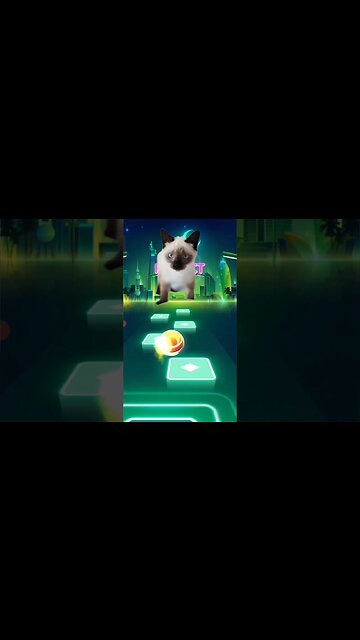 cat persian sing death bed #shorts #music #cat