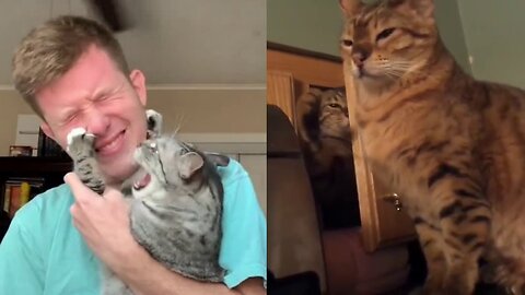 Cats Attacking People Compilation | Funny cat compilation