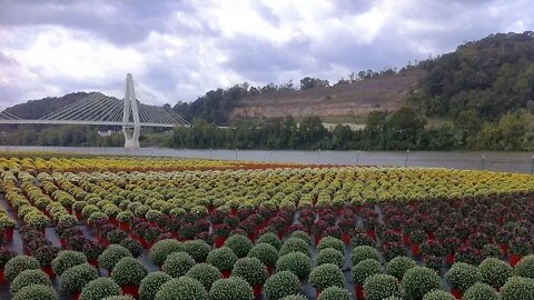 122 Bob's LIVE: Mums and Frost