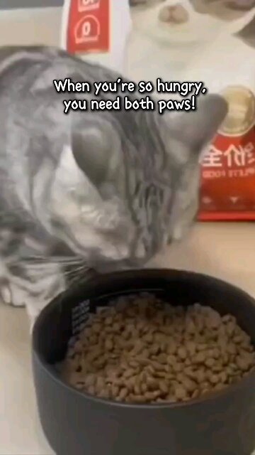 🍽️🐾 When you’re so hungry, you need both paws! 🐱💖 #KittyFeast #TwoPawsUp #CatLife