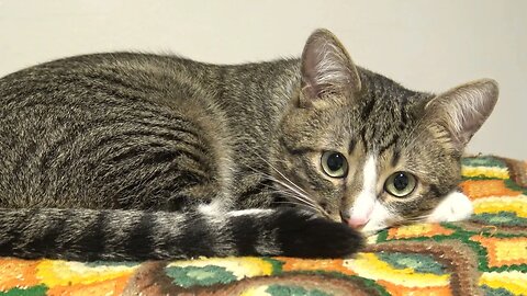 Calm Cat with Large Pupils Sits on His Pillow