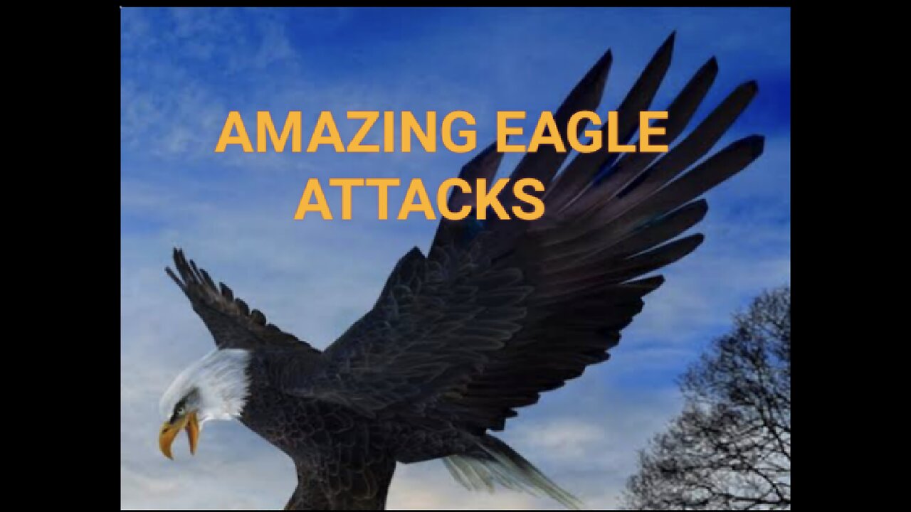 Amazing eagle attacks