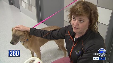 Pet detectives help find missing furry friends in Colorado