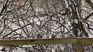 Red-Tailed squirrel and Cardinals