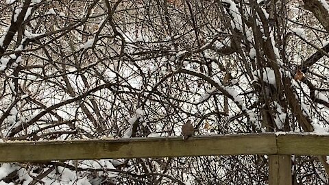 Red-Tailed squirrel and Cardinals