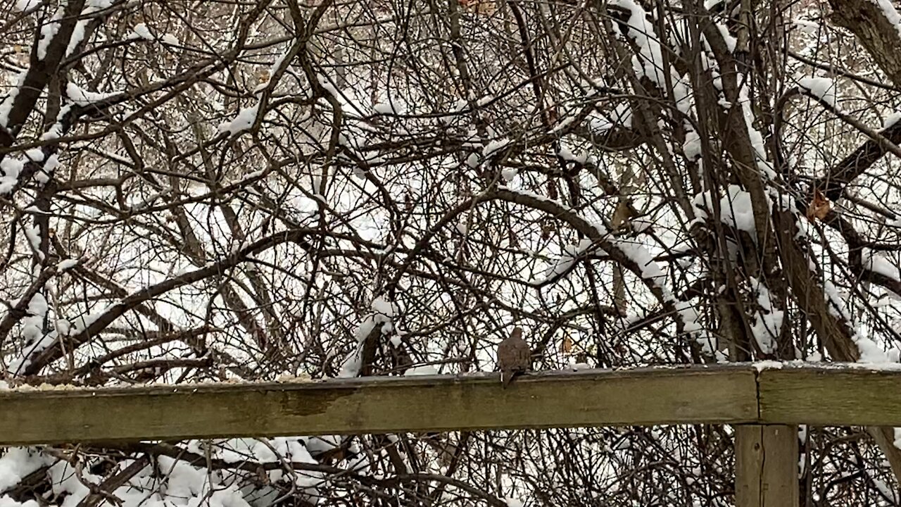 Red-Tailed squirrel and Cardinals