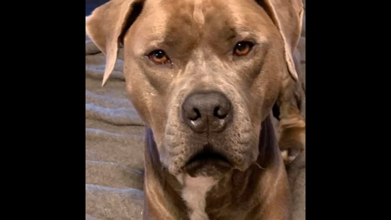 Mr G the Rescue Pit Bull Is Back!!!