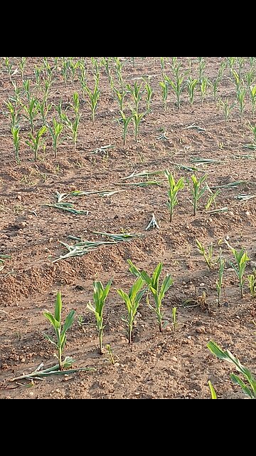 Farm clean-out - www.geesebusters.com