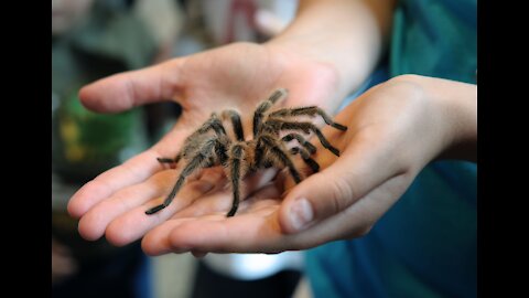 Are You Afraid of Spiders? See My friendly Spyder