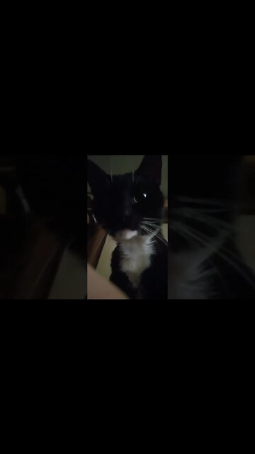 waking up to kitty #shortsfeed #shorts #shortsvideo #youtubeshorts #catvideos #cat