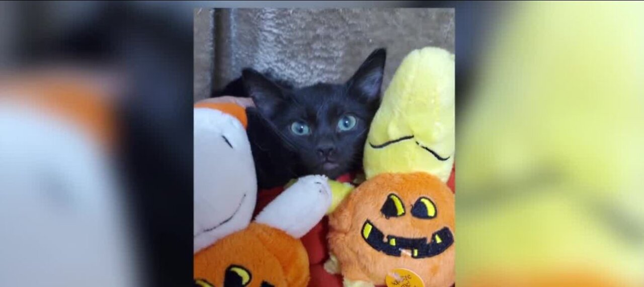 Pet of the Week