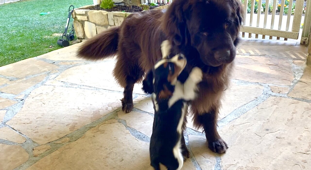 Tiny puppy shows no fear whatsoever of giant Newfoundland