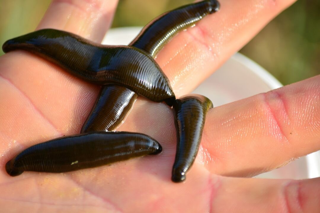 How to Survive a Pool of Leeches
