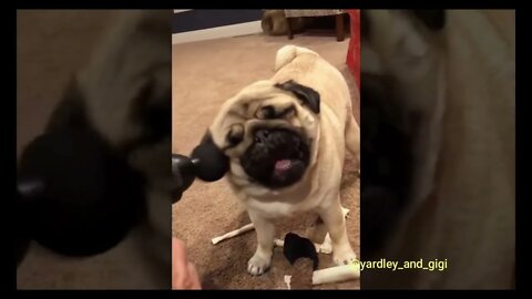 Funny, funny, cute animals))))#shorts