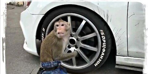 ПРИКОЛЫ С ОБЕЗЬЯНАМИ, ПРИКОЛЫ С ЖИВОТНЫМИ | FUNNY MONKEYS, FUN WITH ANIMALS