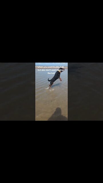 Real life problems 😔 rottweiler #dog #puppy #rottweiler