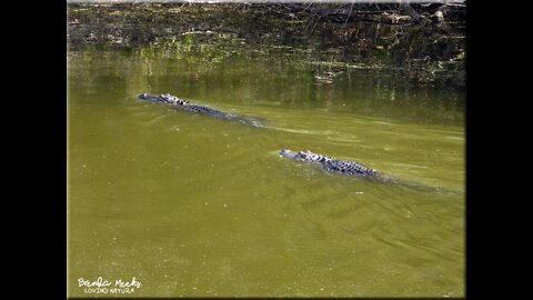 Alligators fighting@Harris Neck