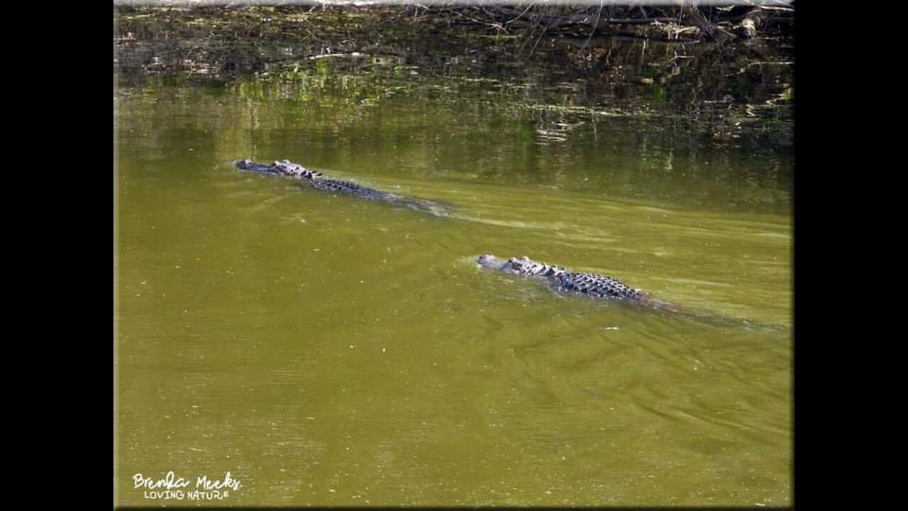 Alligators fighting@Harris Neck