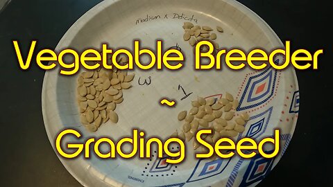 Grading Harvested Squash Seed for Next Generation