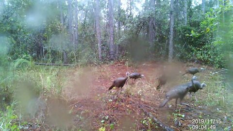 Turkeys in the Rain