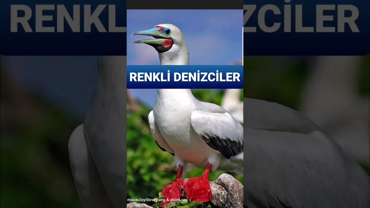 Deniz Kuşlarının Zamanı: Sümsük Kuşugiller