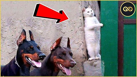 Funny cats videos 2023