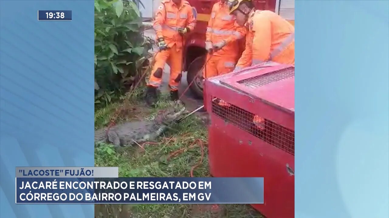 Lacoste Fujão: Jacaré Encontrado e Resgatado em Córrego do Bairro Palmeiras, em GV.