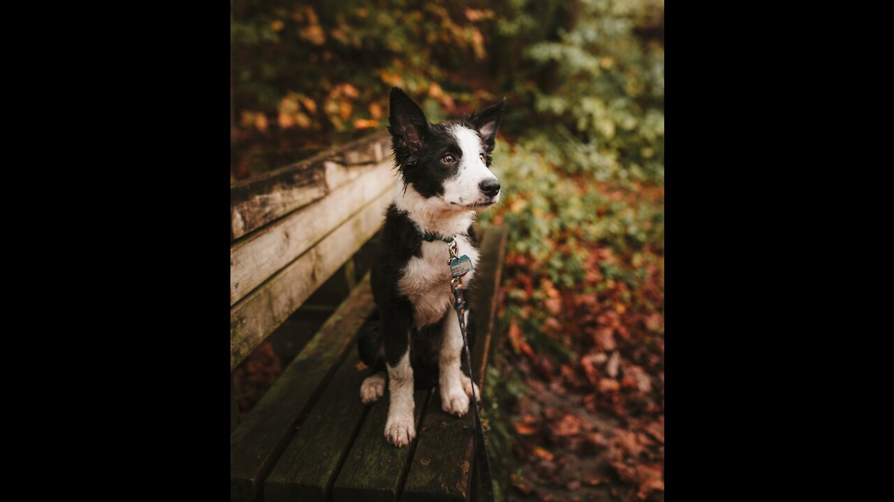 what is this dog doing? it is amazing