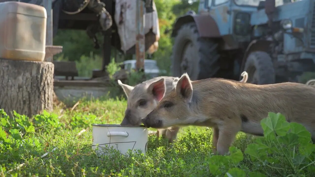 Funny cute little piglets at an animal farm. Little piglets household. Lovely pets235