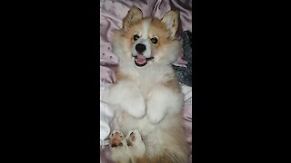 Corgi puppy begs owner to stop tickling him