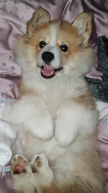 Corgi puppy begs owner to stop tickling him