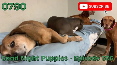 [0790] GOOD NIGHT PUPPIES - EPISODE 306 [#dogs #doggos #doggies #puppies #dogdaycare]