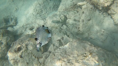 Rainy day free-dive in Castle Harbour, Bermuda