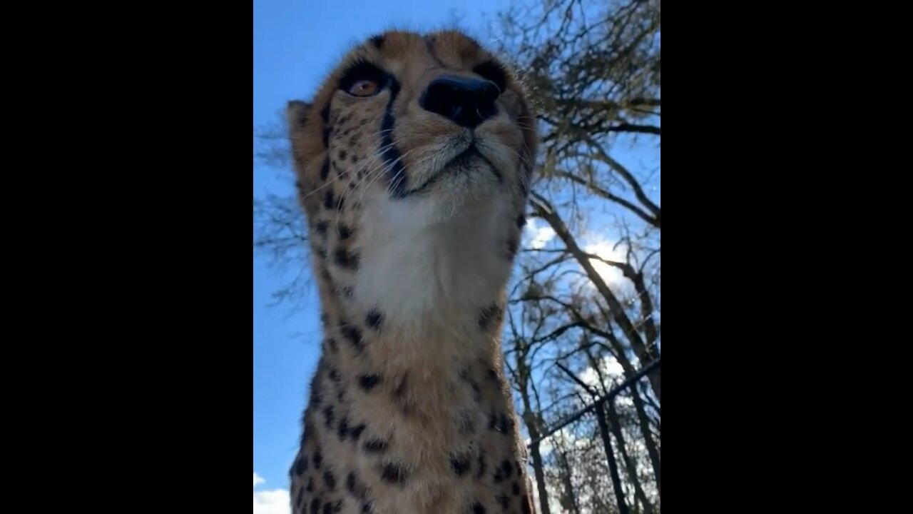 Have you ever heard a cheetah purr? 🐱