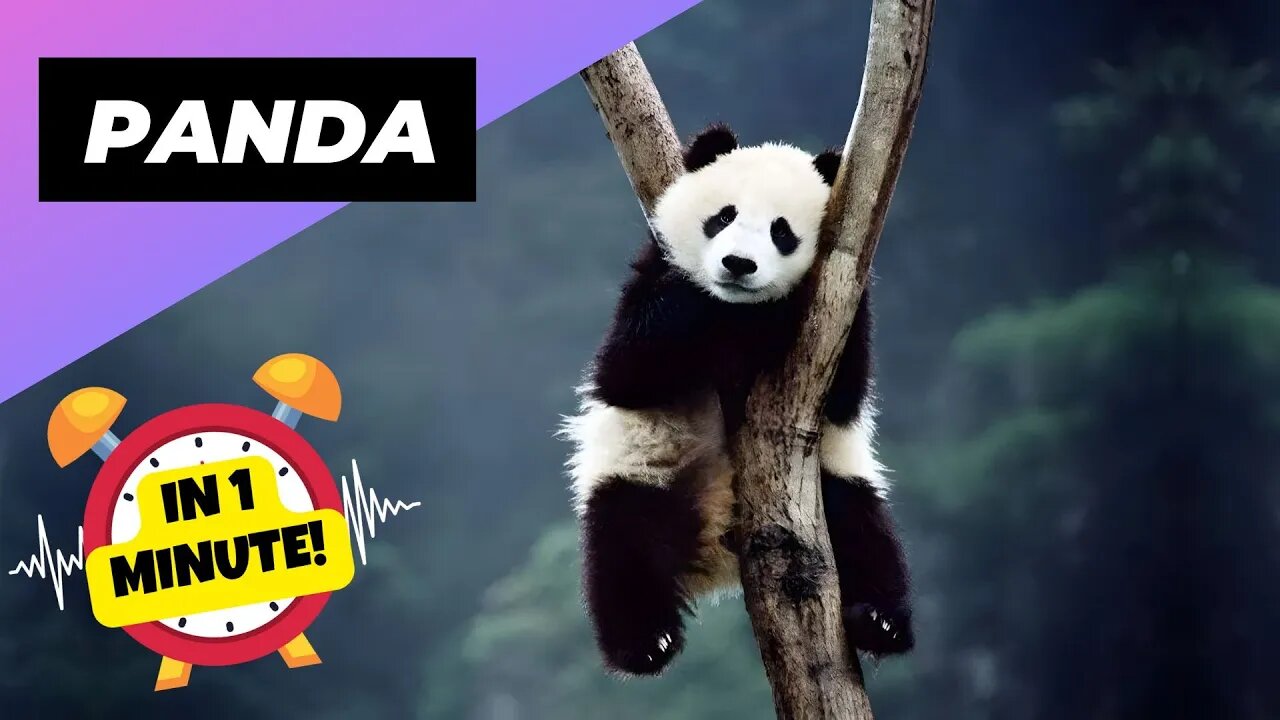 Panda - In 1 Minute! 🐼 One Of The Cutest But Dangerous Animals In The World | 1 Minute Animals