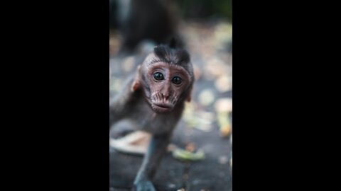 monkey close up