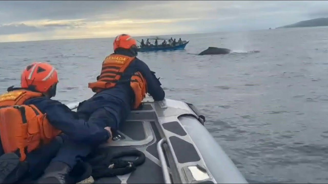 Liberación exitosa de una ballena en el Pacífico colombiano | AFP