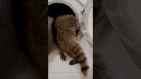 #shorts Смешные Еноты Из Тик Ток 49 Funny Tik Tok Raccoons